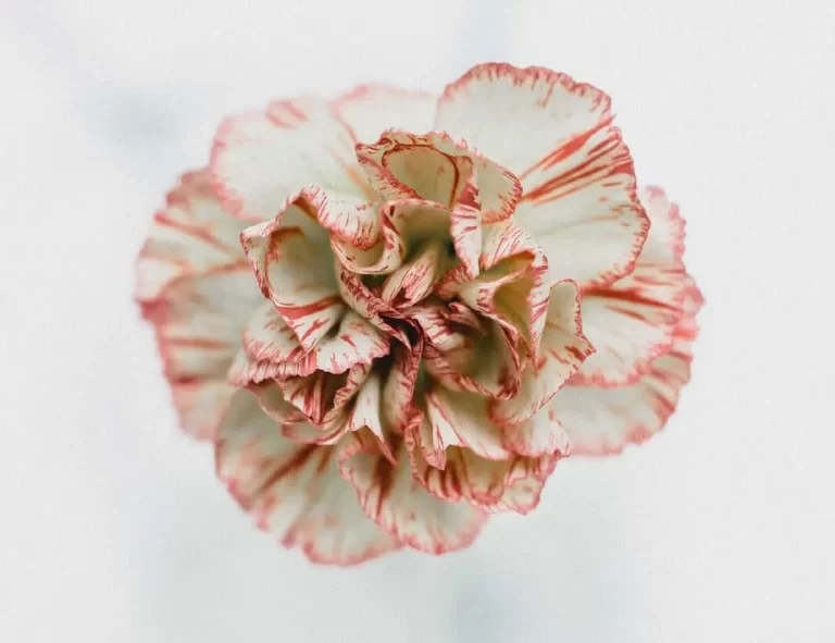 Carnation Flower